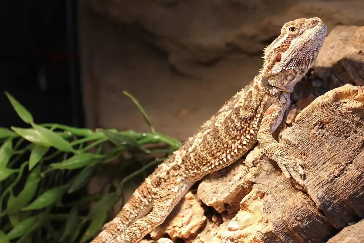 Bearded dragon perched on a textured rock, ready to eat