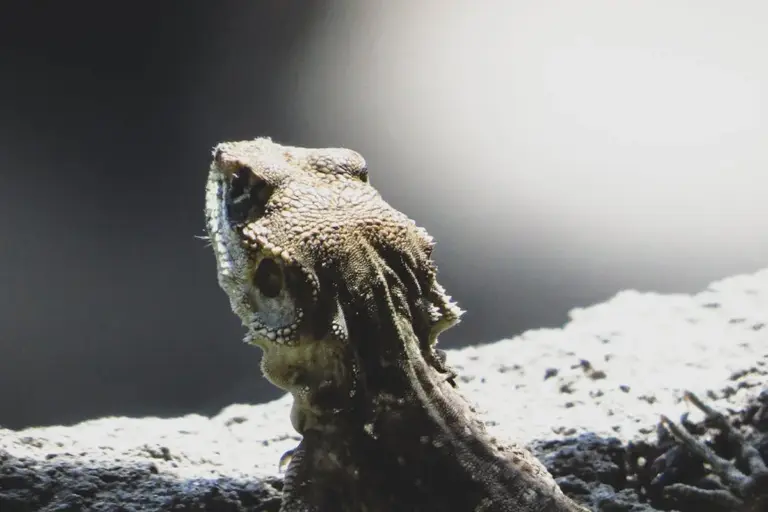 Bearded dragon perched on a rocky surface, looking to the left inside its terrarium
