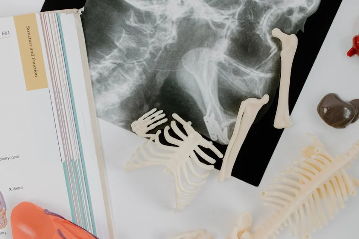 X-ray image with skeletal bone models and a reference book, illustrating considerations for assembling a bearded dragon first aid kit.