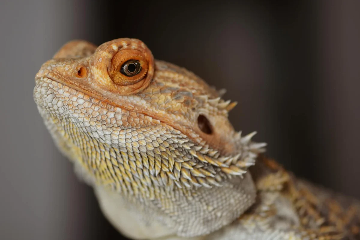 Close-up of a bearded dragon with an orange eye and spiky scales, looking upward