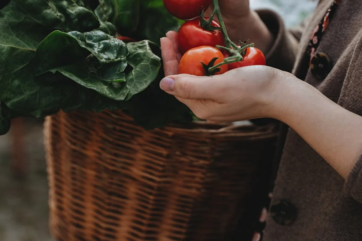 Person's hands holding ripe tomatoes with a basket of leafy greens in the background, illustrating fresh produce for bearded dragons