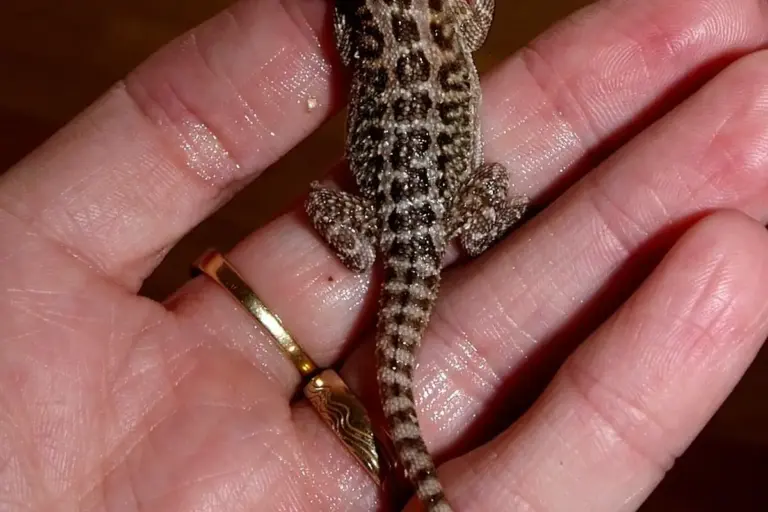 Juvenile bearded dragon perched on a person's hand, showing gentle handling.
