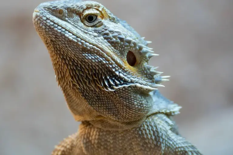 Close-up of a bearded dragon's head and upper body, highlighting textured scales and spines along the neck.