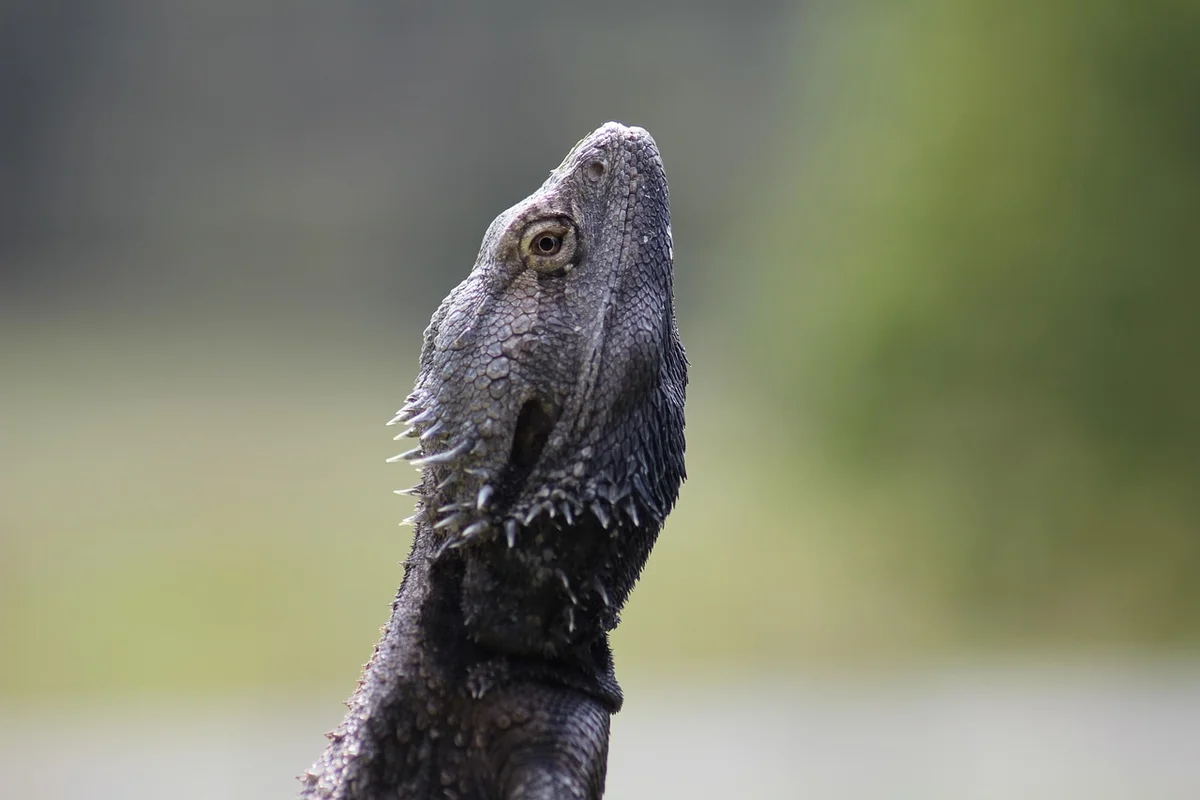 Close-up of a bearded dragon, head raised, showing textured scales