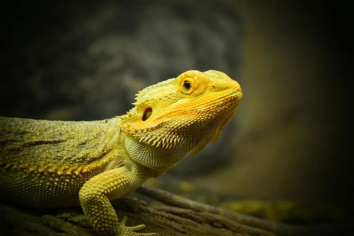 Close-up of a yellow bearded dragon resting on a log, looking toward the left in a dim terrarium.