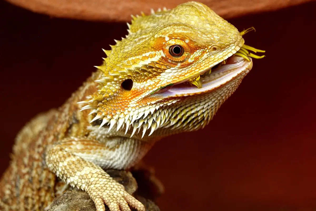 Close-up of a bearded dragon showing textured spines and orange-tinted scales.