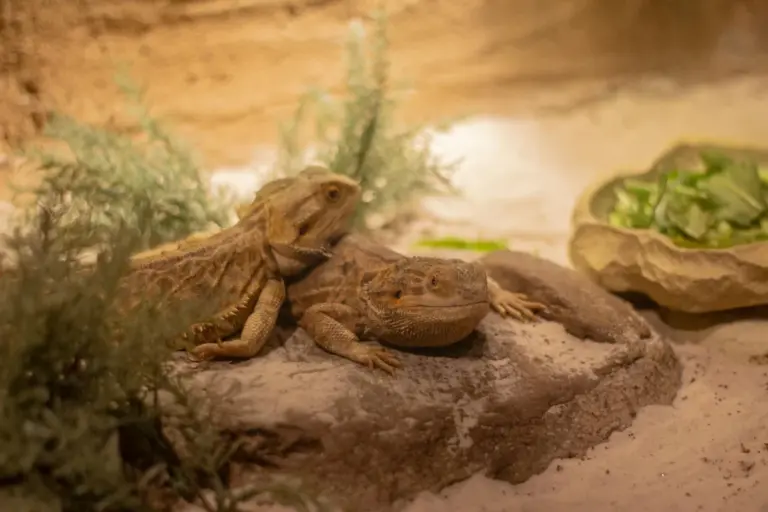 Bearded dragon perched on a rock inside a terrarium with leafy greens nearby.