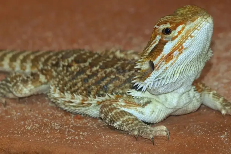 Bearded dragon lying on a terracotta-colored surface, showing its textured scales and profile.
