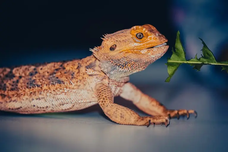 Close-up of a bearded dragon on a blue surface with a small green leaf in its mouth.