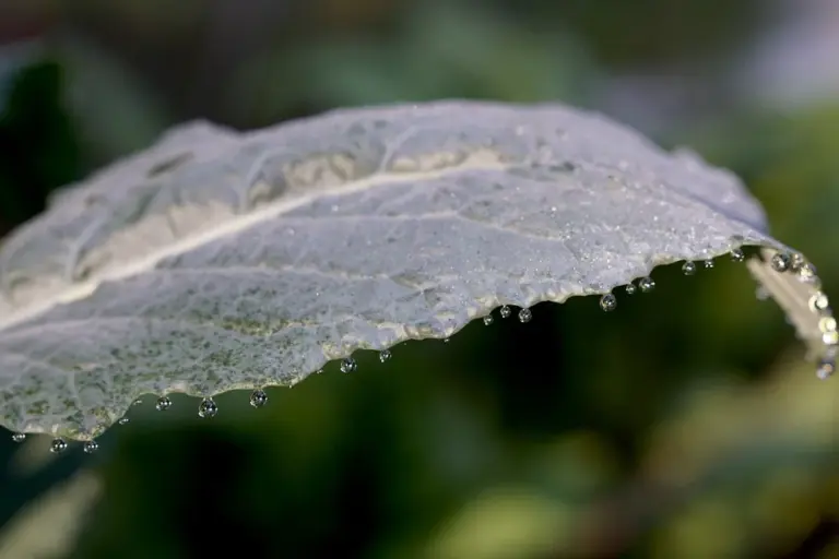 Close-up of a serrated leaf edge with small dew droplets along the margin