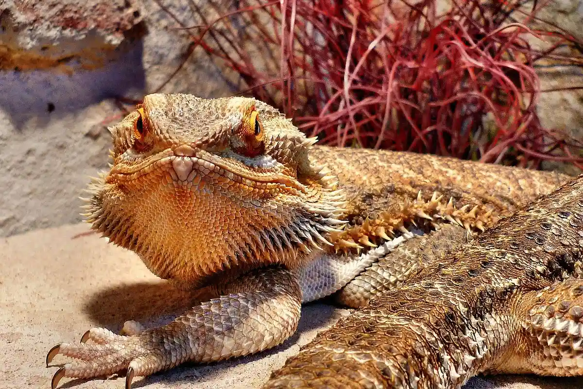 Close-up of a bearded dragon resting on sandy substrate with a reddish plant in the background.