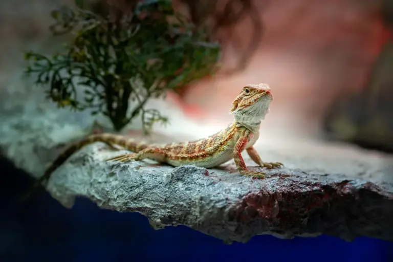 Bearded dragon perched on a rocky ledge inside an aquarium-like enclosure