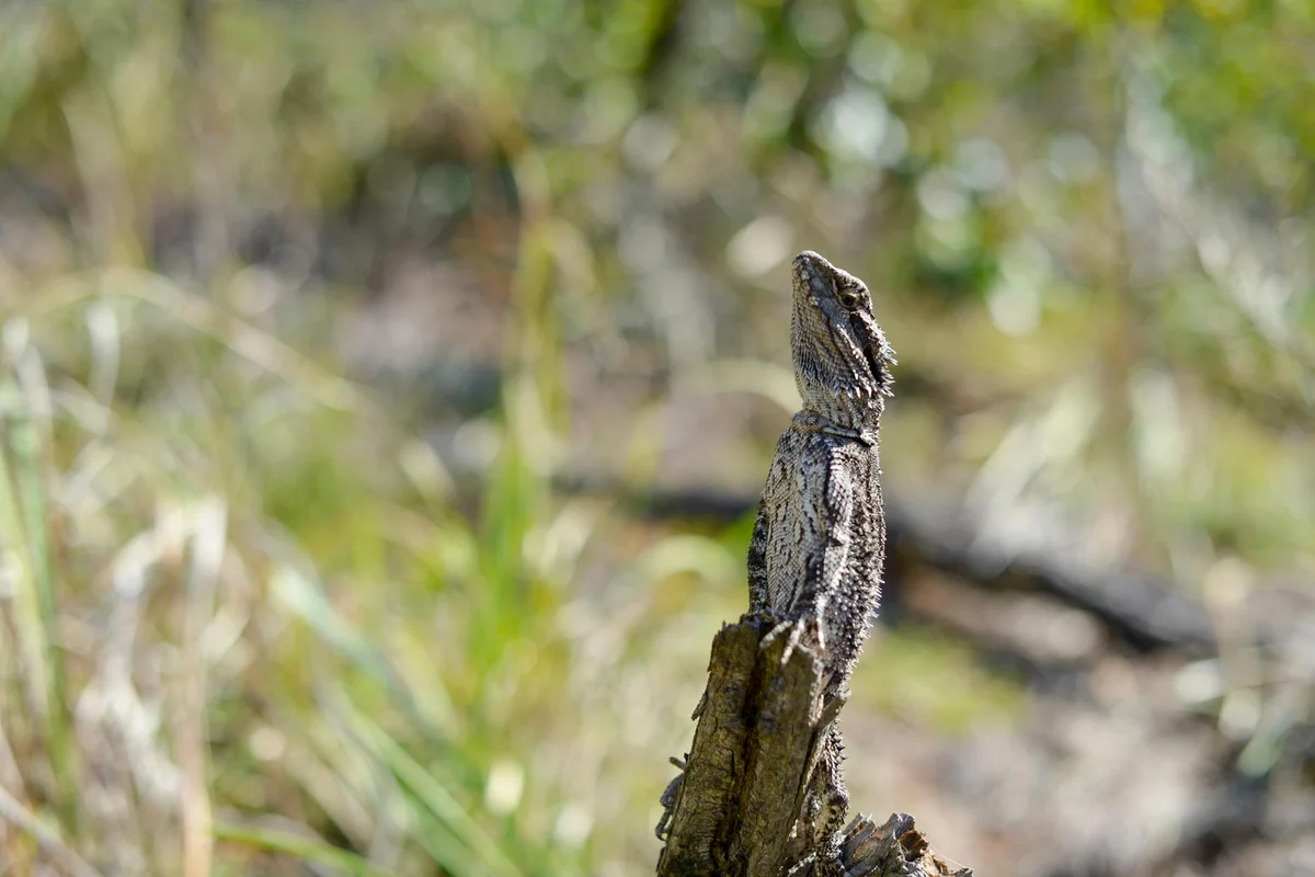 A bearded dragon-like lizard perched on a weathered twig in a sunny outdoor setting, illustrating vigilance during supervised interactions with other pets.