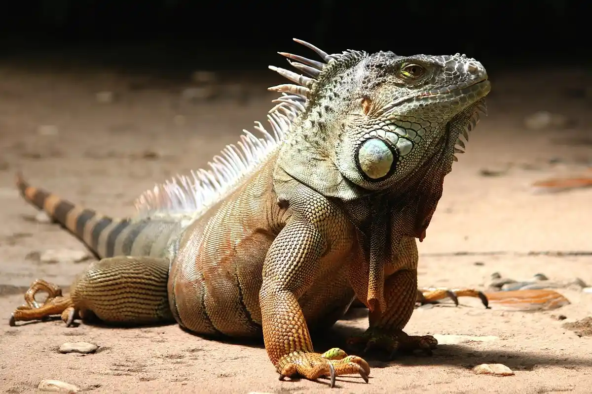 Bearded dragon on a sandy terrarium floor, facing the camera with textured scales and spines on its back.