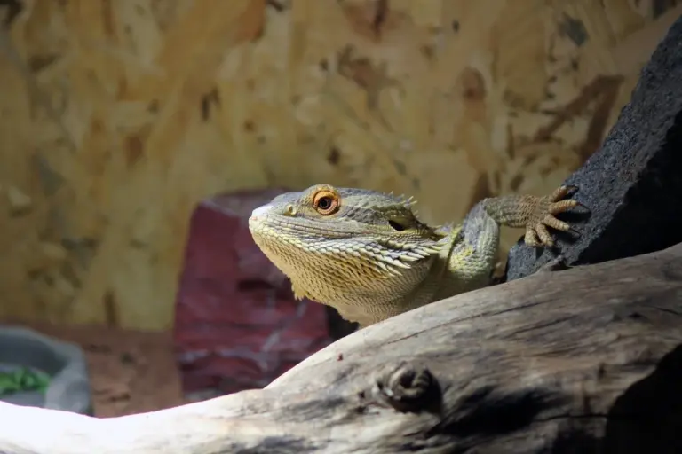 Bearded dragon perched on a log inside its enclosure, looking to the side.
