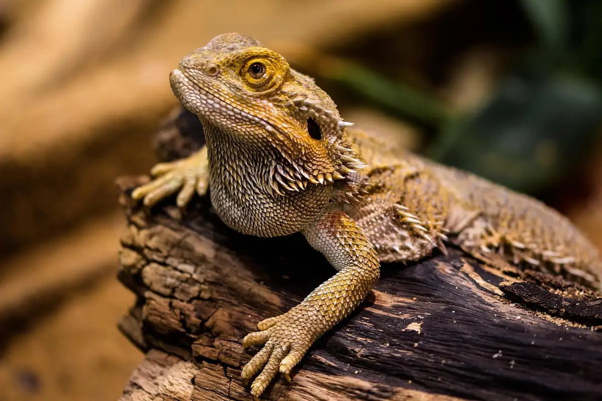 Bearded dragon perched on a weathered log, alert and basking in warm light.
