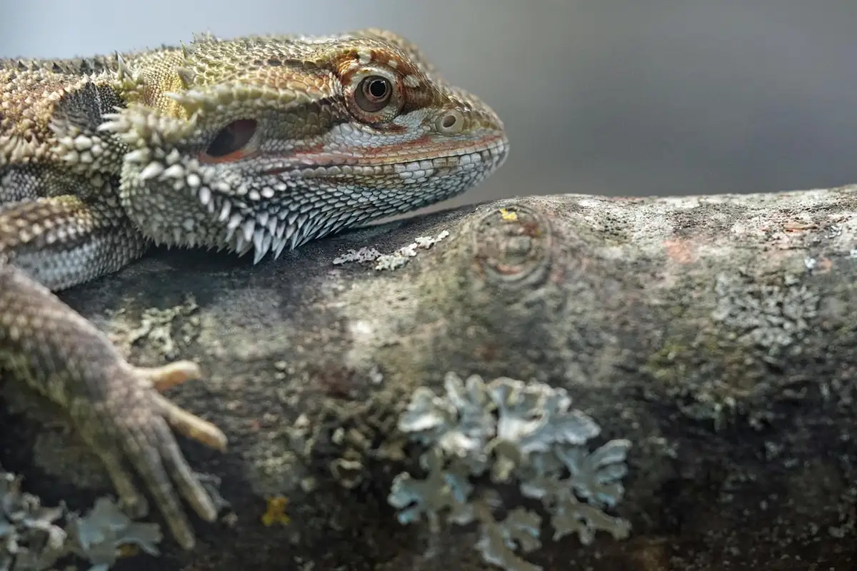 Close-up of a bearded dragon resting on a textured branch.