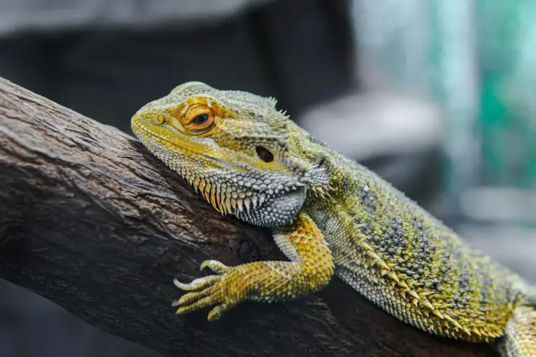 Bearded dragon perched on a textured branch, facing left, with yellow and gray scales.