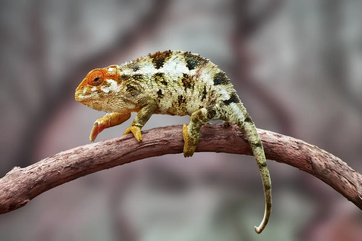 Adult bearded dragon perched on a curved branch