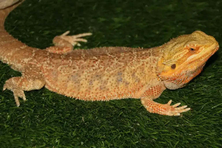 Bearded dragon resting on green artificial grass, looking to the side.
