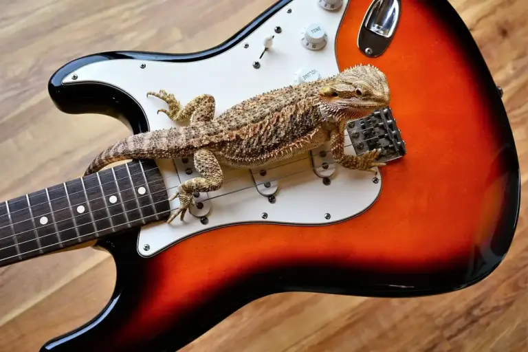 Bearded dragon perched on a sunburst electric guitar