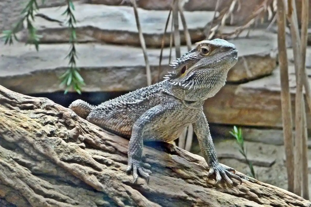 Bearded dragon perched on a textured log with a stone wall in the background, illustrating safe, alternative foods for bearded dragons.