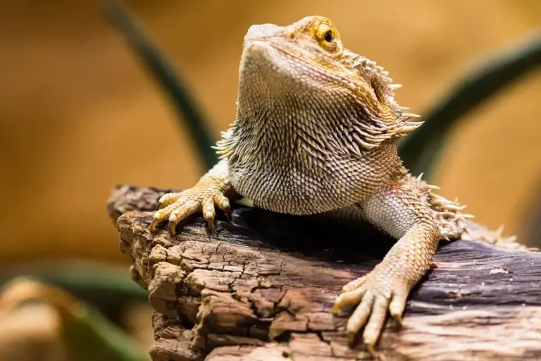 Close-up of a bearded dragon perched on a textured log, looking alert with spiky scales.