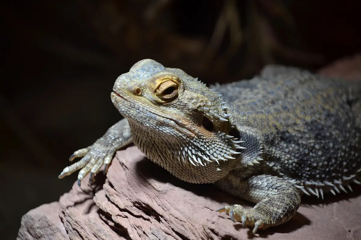 Close-up of a bearded dragon resting on a rock, showing textured scales and a spiky beard.