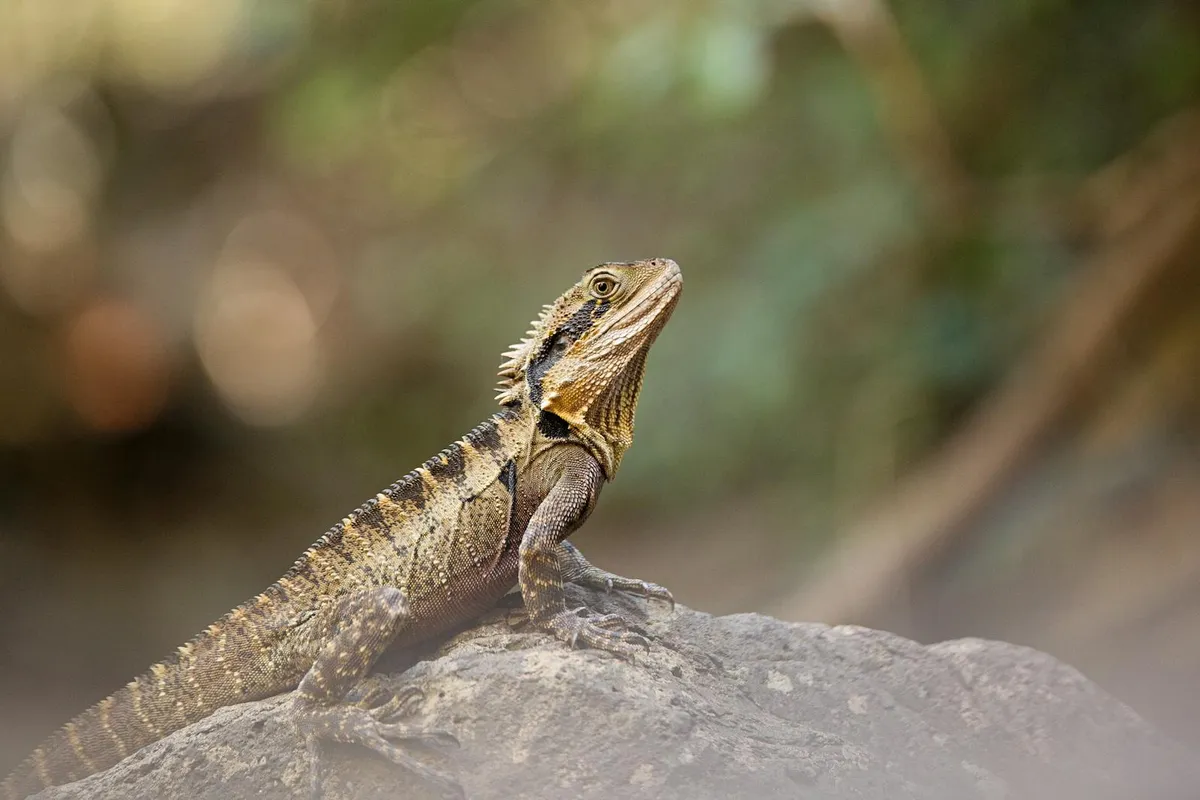 Bearded dragon perched on a rock, profile view.