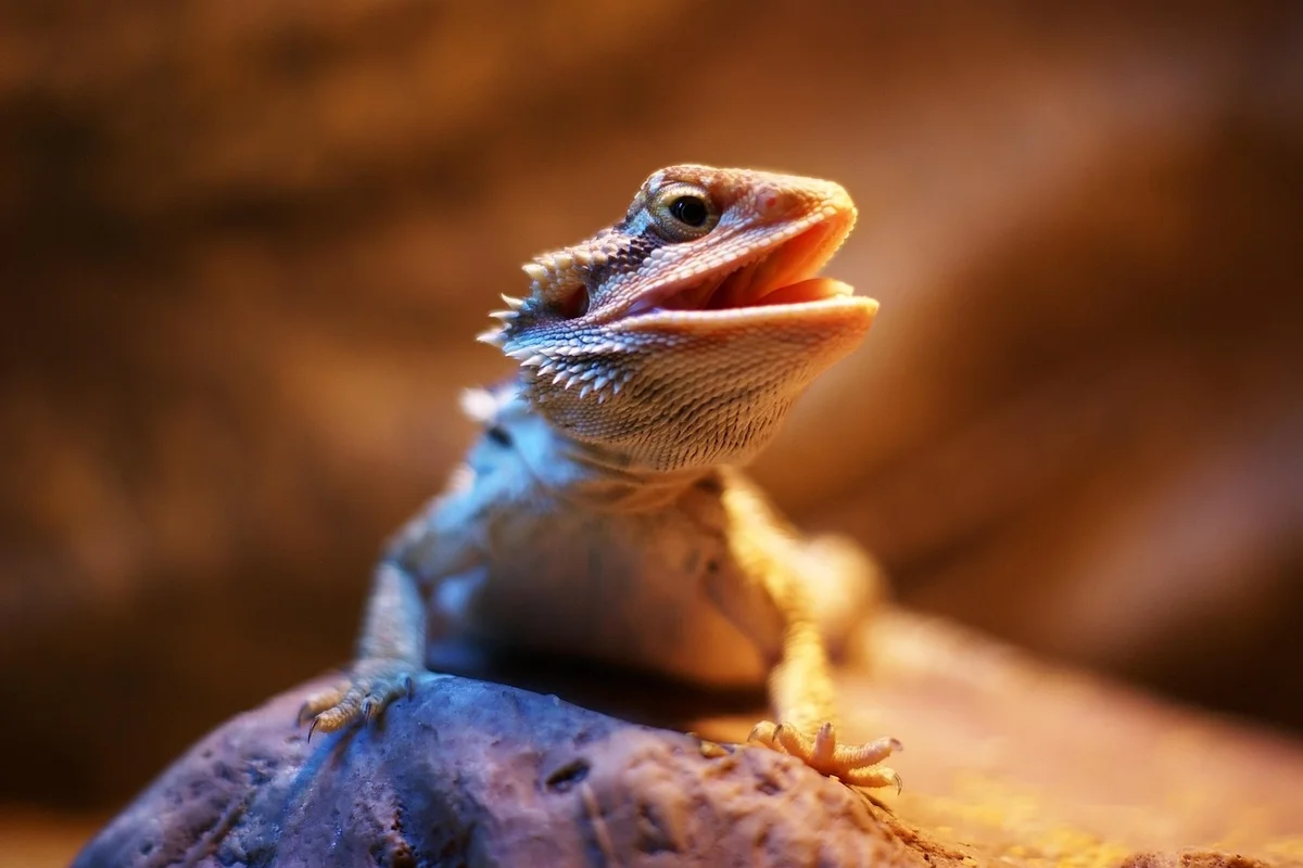Close-up of a bearded dragon perched on a rock with its mouth open.
