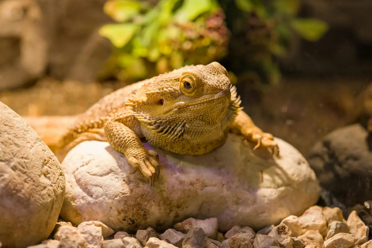 Close-up of a bearded dragon perched on a light-colored rock inside a terrarium, with pebbles on the substrate and greenery in the background.