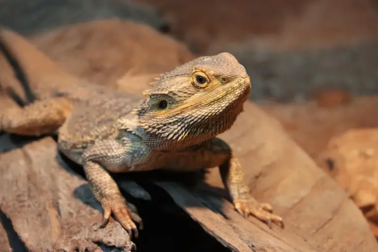 Bearded dragon perched on textured rocks in a desert enclosure
