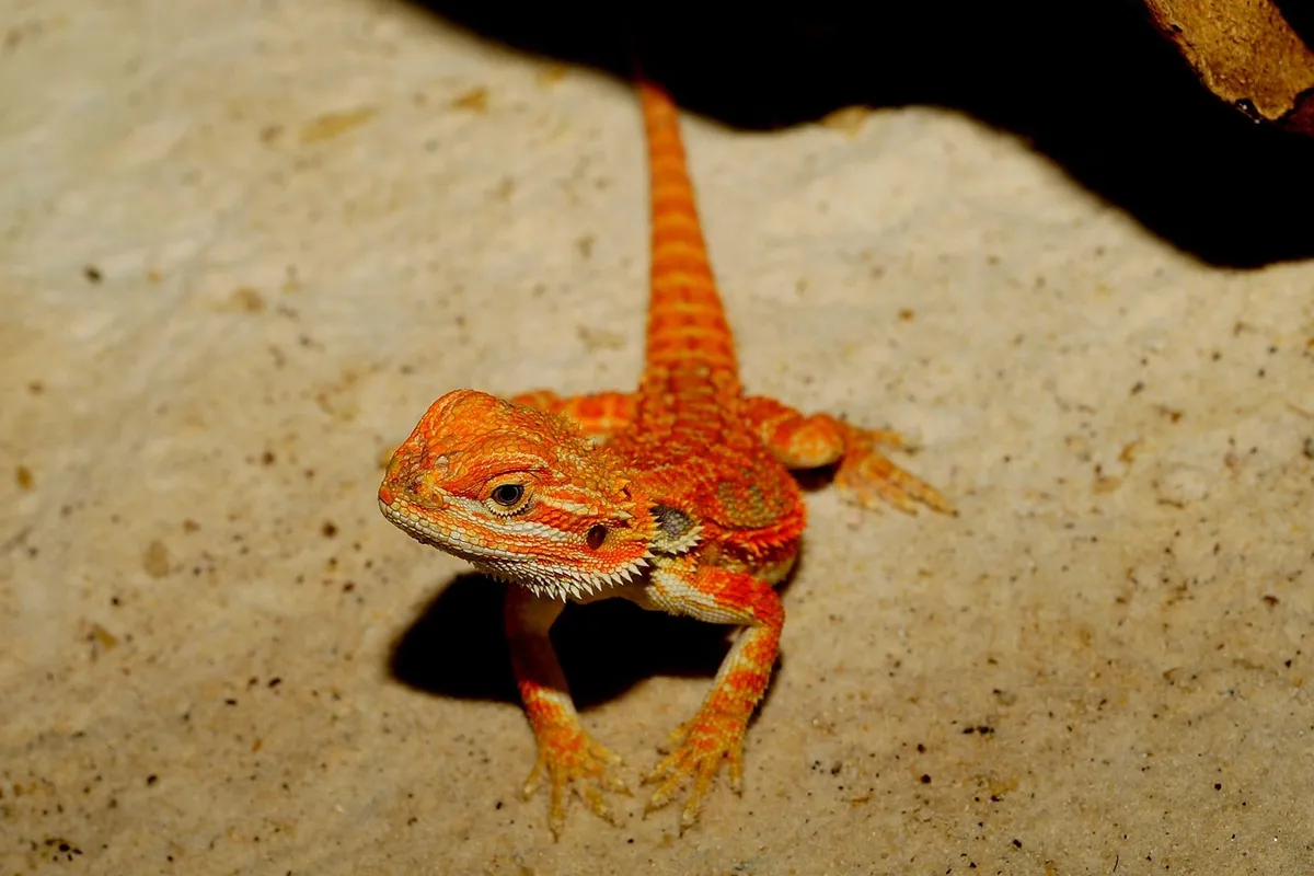 Orange bearded dragon on sandy surface