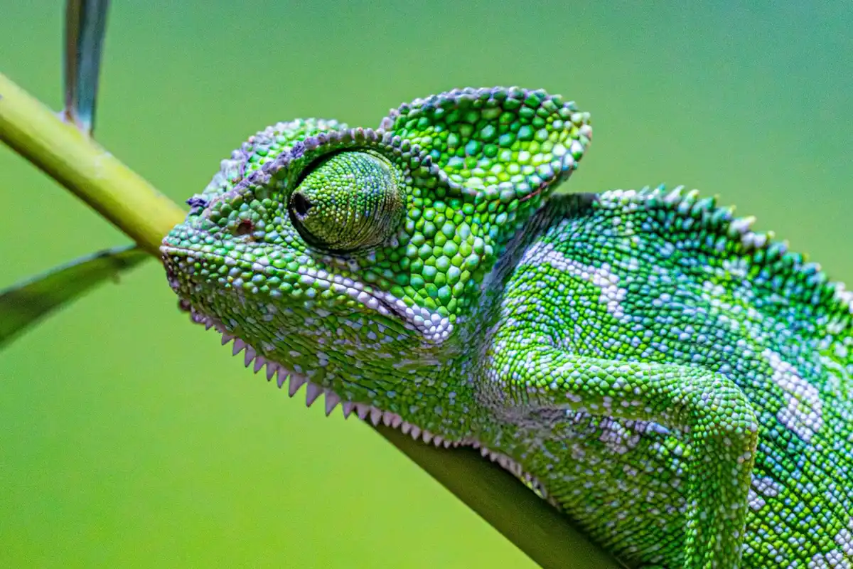 Close-up of a green bearded dragon perched on a plant stem, showing its textured scales and calm gaze.