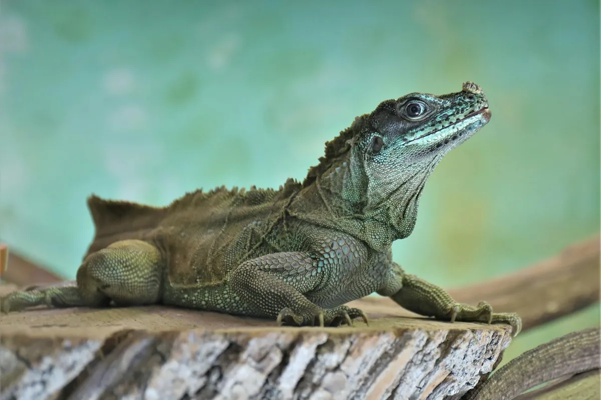 Close-up of a bearded dragon perched on a log, illustrating the concept of planning and sourcing affordable equipment for a bearded dragon terrarium.
