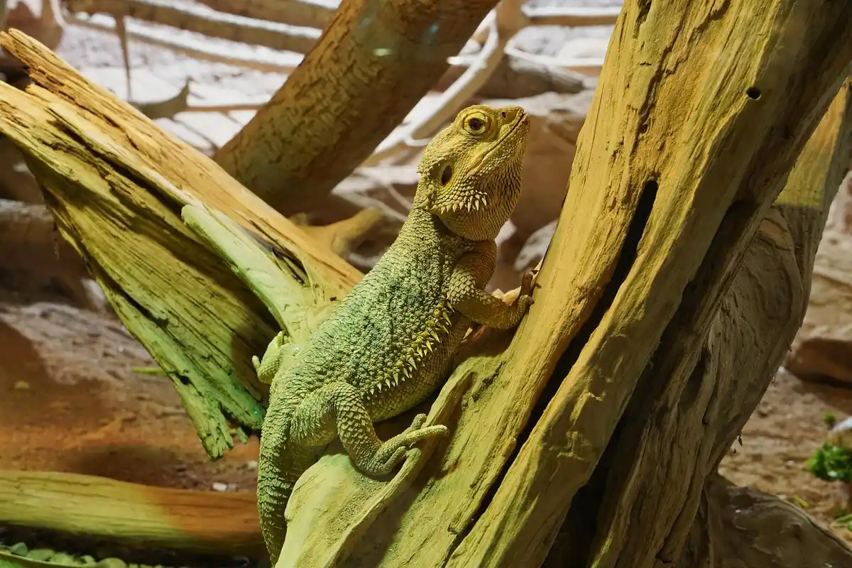 Bearded dragon perched on a piece of driftwood inside a terrarium.