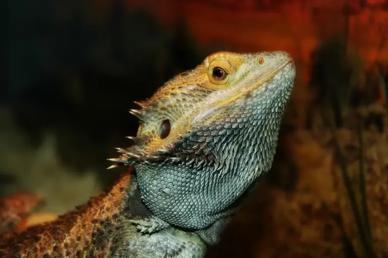 Close-up profile of a bearded dragon with textured scales and alert eye.