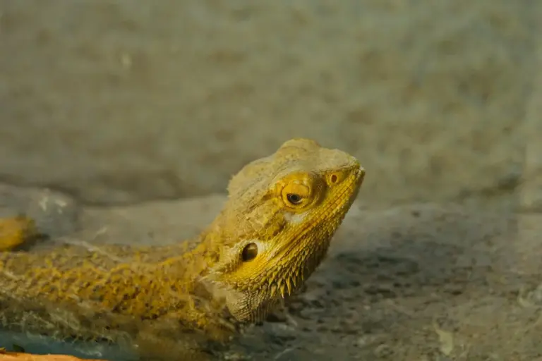 Bearded dragon head resting above the water with a sandy background