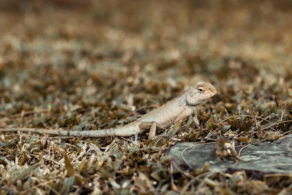 Bearded dragon standing on dry leaves in a dry habitat, emphasizing hydration risk.