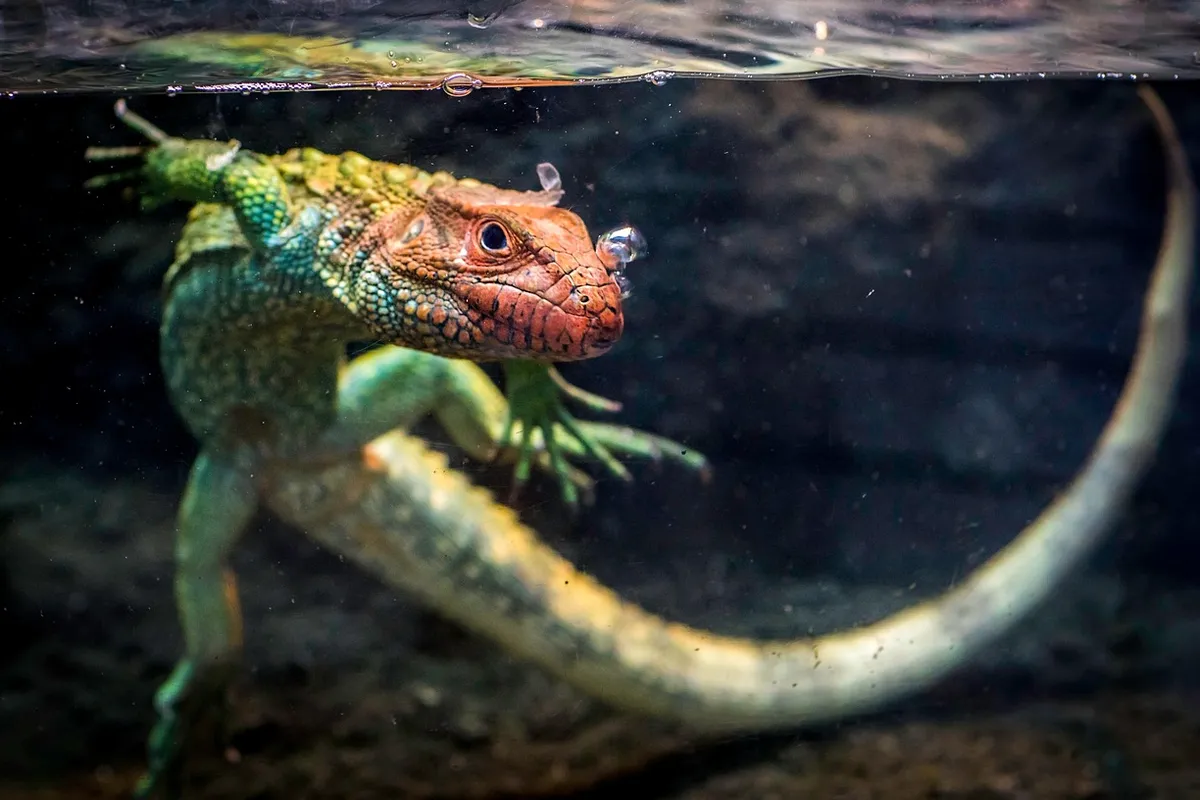 Bearded dragon in a glass terrarium, with its head near the water surface and its curling tail visible.
