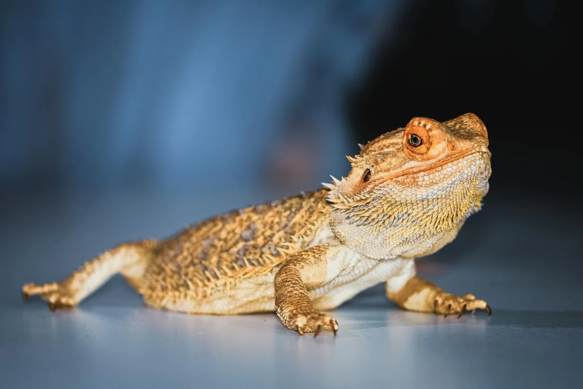 Bearded dragon lying on a blue surface with its head raised, appearing ready for gentle refeeding.