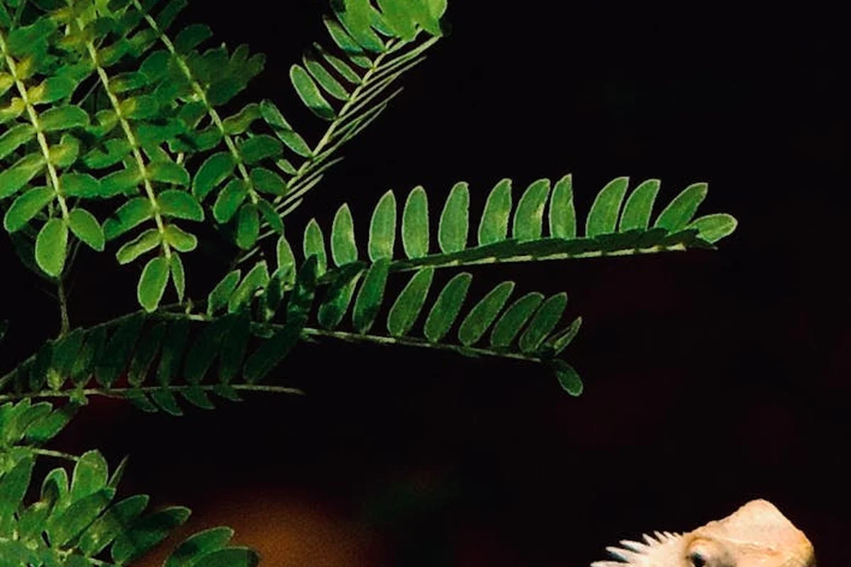 Bearded dragon inspecting bright green, fern-like leaves