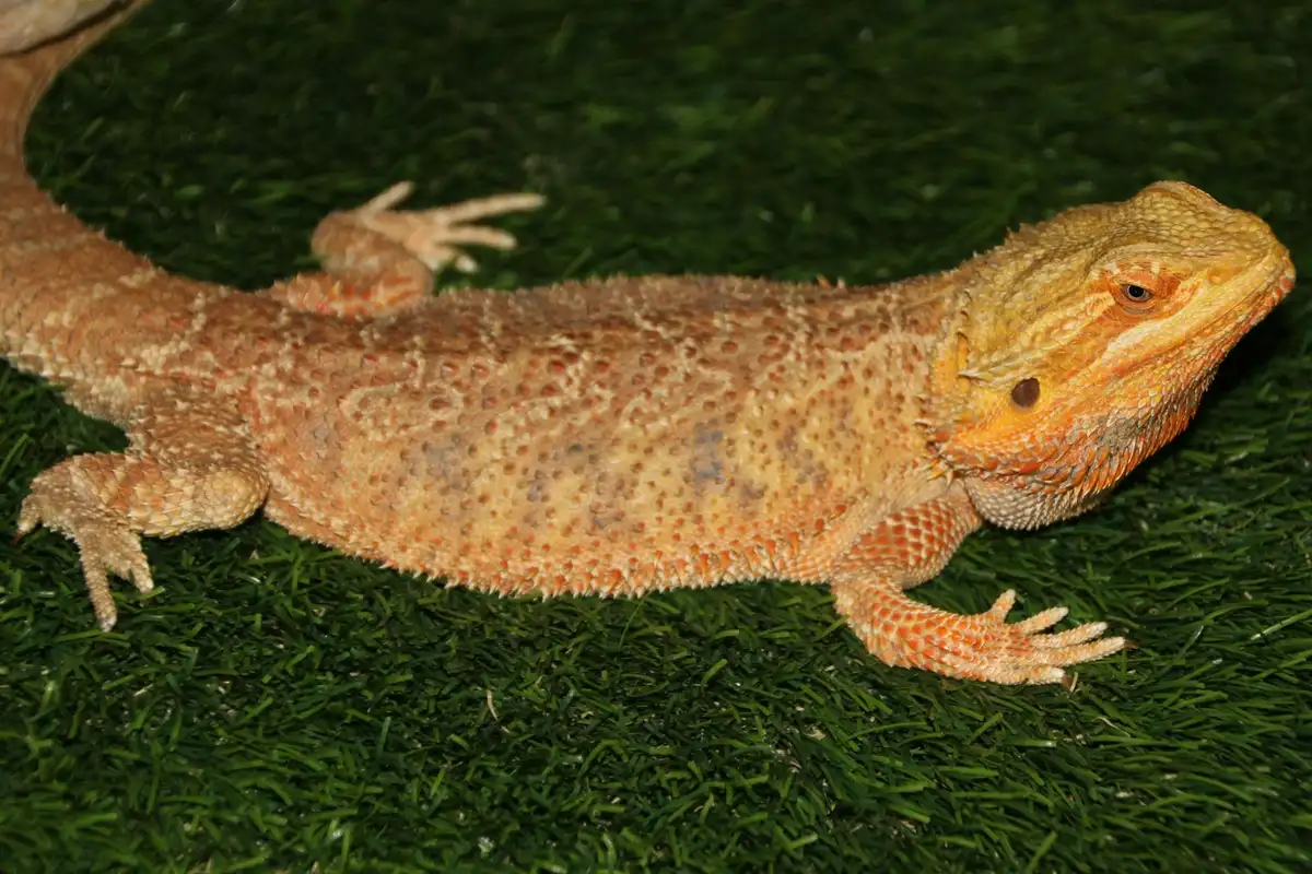 Bearded dragon resting on a green grass-like surface with rough, textured skin.