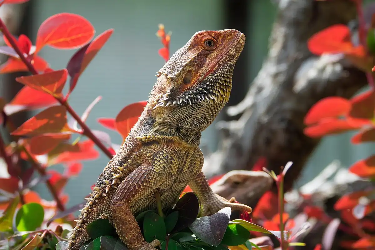 Close-up of a bearded dragon perched on a branch with red leaves, showing textured scales and signs of shedding.