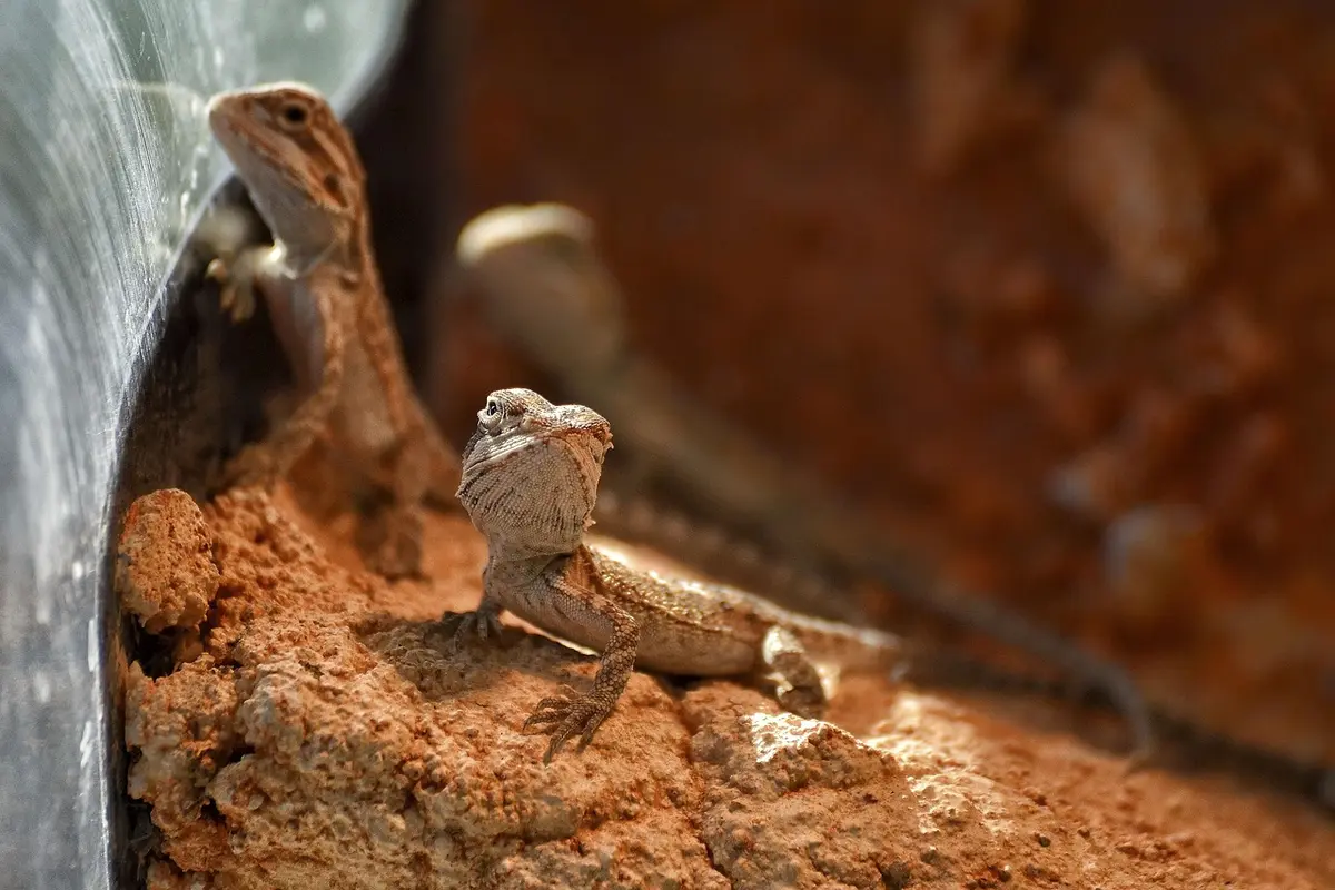 A bearded dragon perched on sandy substrate inside a terrarium, close to the glass wall.