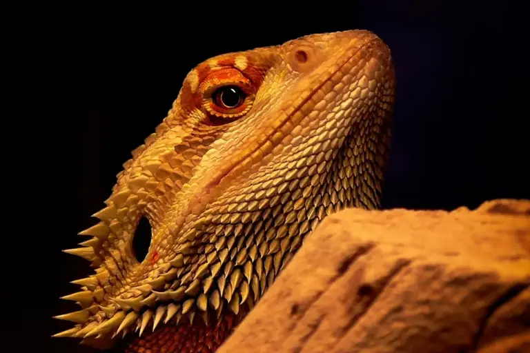 Close-up of a bearded dragon's head with spiky scales against a dark background.