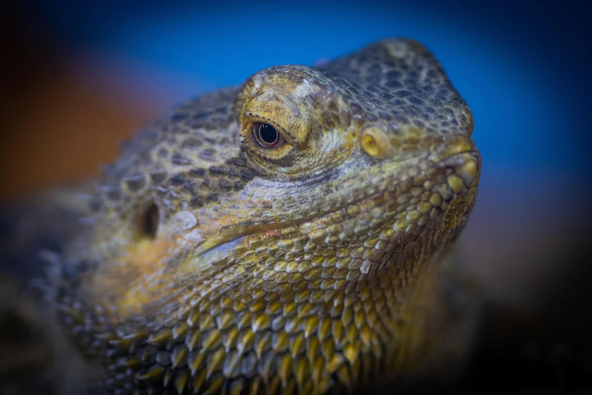 Close-up of a bearded dragon showing textured scales and a calm eye