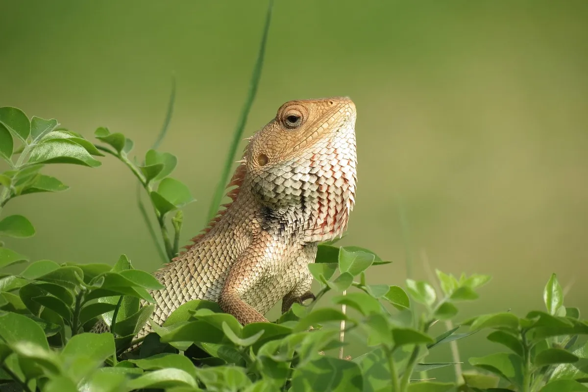 Bearded dragon perched among green foliage, showing textured scales and a hint of its beard