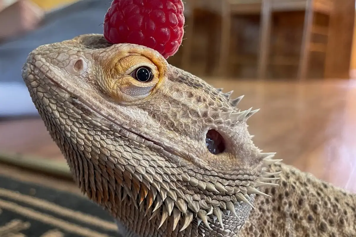 Close-up of a bearded dragon with a bright red strawberry balanced on its head.