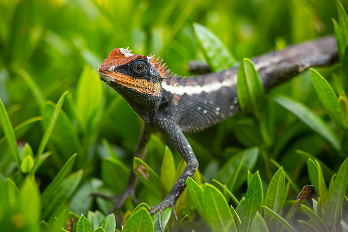 Bearded dragon perched among bright green foliage.